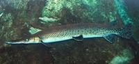 Spotted Gar Lepisosteus oculatus