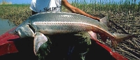 Fringebarbel Sturgeon / Schipp Acipenser nudiventris