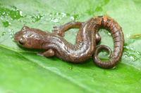 : Bolitoglossa conanti