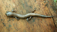 : Bolitoglossa rostrata