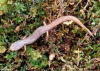 : Hemidactylium scutatum; Four-toed Salamander