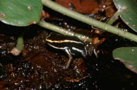 : Ranitomeya claudiae