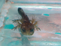 : Salamandra salamandra; European Fire Salamander