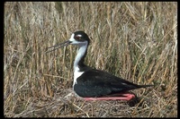 : Himantopus mexicanus; Black-necked Stilt