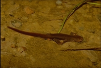 : Taricha granulosa; Rough-skinned Newt