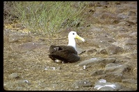 : Phoebastria irrorata; Waved Albatross