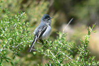 : Polioptila caerulea; Blue-gray Gnatcatcher;