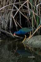 : Porphyrula martinica; Purple Gallinule