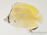 : Chaetodon citrinellus