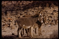 : Equus asinus; Burro