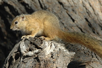 : Paraxerus cepapi; Tree Squirrel