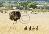 : Struthio camelus ssp. massaicus; Masai Ostrich