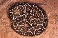 : Bothrops alternatus; Urutu