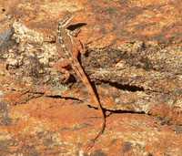 : Ctenophorus ornatus; Ornate Rock Dragon