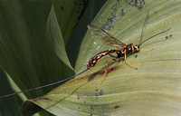 : Megarhyssa nortoni; Giant Ichneumon (no Common Name)