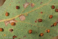 : Neuroterus saltatorius; Jumping Oak Gall Wasp;