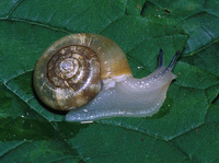 : Megomphix hemphilli; Oregon Megomphix