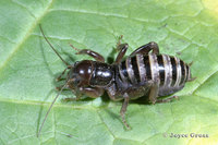 : Stenopelmatus intermedius; Jerusalem Cricket