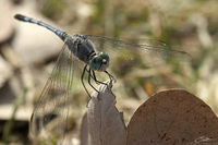 Diplacodes trivialis  photo