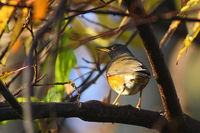 붉은배지빠귀 [brown thrush]