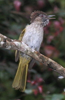 Mountain Bulbul by Adrian O'Neill