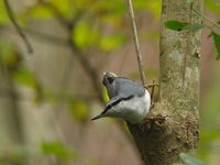Sitta europaraea European Nuthatch ゴジュウカラ