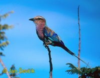 Photo of mandelík fialovoprsý, Coracias caudata, Lilac-breasted Roller, Gabelracke