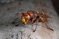 Stor Gedehams (Vespa crabro) Foto/billede af