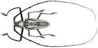 Batocera lamondi