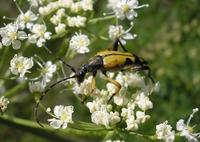 Leptura maculata var. calcarata