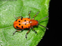 Crioceris duodecimpunctata - Spotted Asparagus Beetle