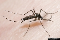 Aedes albopictus - Forest Day Mosquito