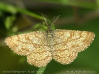 Ematurga atomaria - Common Heath