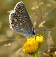 Polyommatus icarus - Common Blue