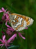 Melitaea cinxia - Glanville Fritillary