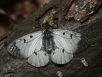 Parnassius mnemosyne - Clouded Apollo