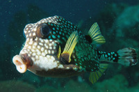 Lactophrys triqueter, Smooth trunkfish: fisheries, aquarium