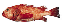 Sebastes borealis, Shortraker rockfish: