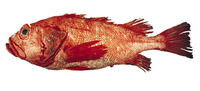 Sebastes borealis, Shortraker rockfish: