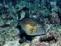 Balistes punctatus, Bluespotted triggerfish: fisheries