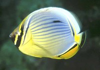 Chaetodon trifasciatus, Melon butterflyfish: fisheries, aquarium