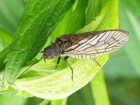 Sialis lutaria - Alderfly