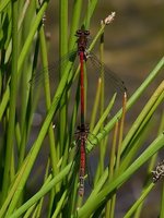 Pyrrhosoma nymphula - Large Red Damselfly