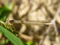 Platycnemis pennipes
