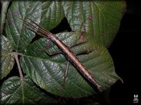 Anisomorpha buprestoides
