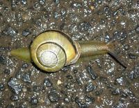 Cepaea nemoralis - Brown Lipped Snail