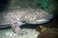 Andrias davidianus - Chinese Giant Salamander
