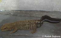 Paramesotriton hongkongensis
