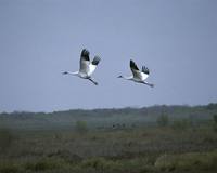 Grus americana - Whooping Crane