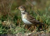 Melanocorypha calandra - Calandra Lark